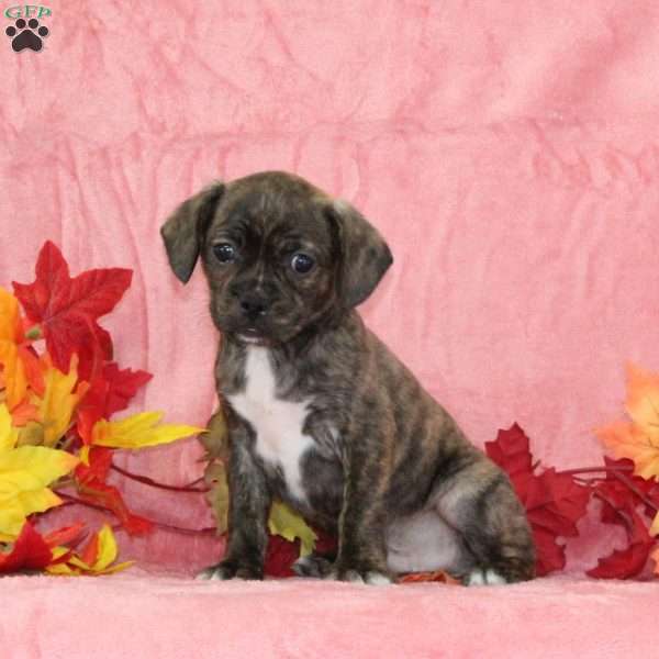 Phlox, Boston Terrier Mix Puppy